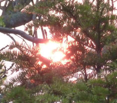 Sunrise through trees