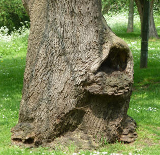 Tree hole looking like dinosaur eye