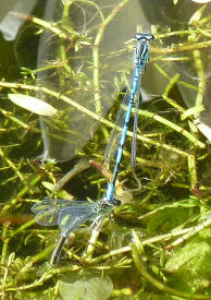 Blue dragonflies 1
