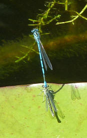 Blue dragonflies 2