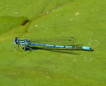 Blue dragonfly 3
