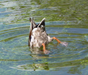 Duck diving for weed