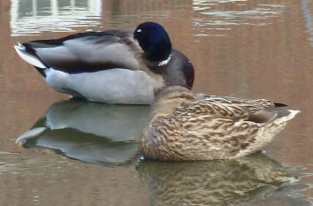 Pair of sleeping ducks