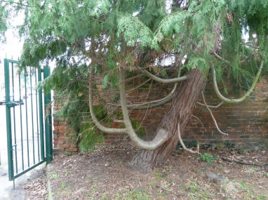 Fir tree with curved branches, Priory Park