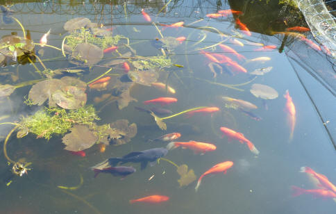 Fish pond