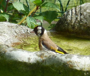 Goldfinch in birdbath