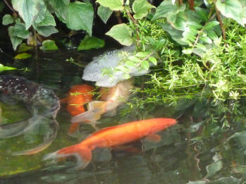 Goldfish digging into weed