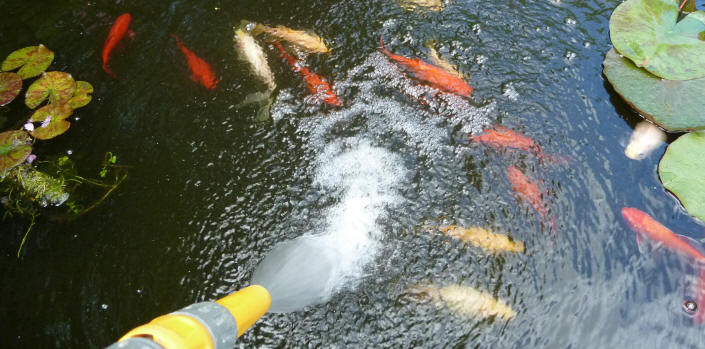 Goldfish hose water jet