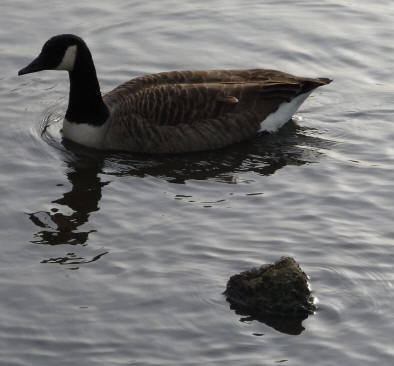 Goose and rock in Priory pond