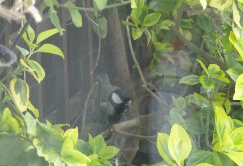 Great Tit with beakful of food