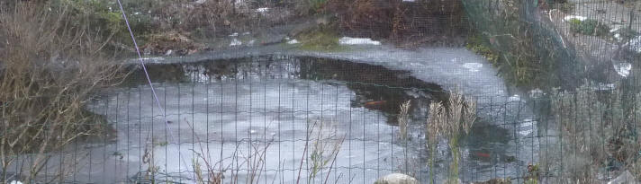 Icy pond