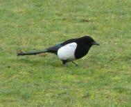 Magpie 1