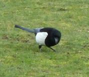 Magpie 2