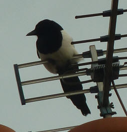 Magpie on aerial