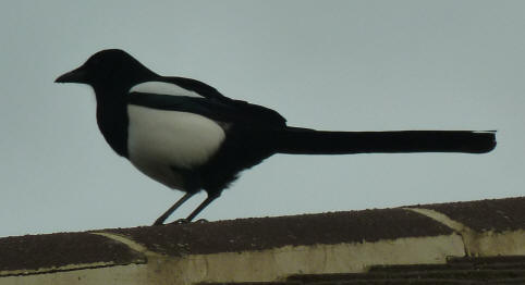 Magpie on roof