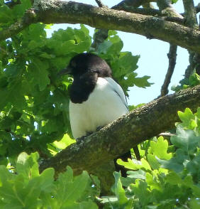 Magpie