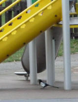 Magpie near slide 1