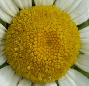Middle of oxeye daisy