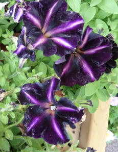 Stripey petunias purple