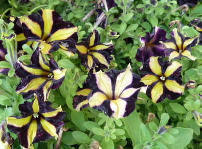 Stripey petunias yellow