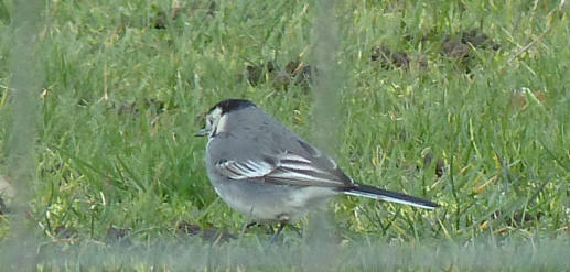 Pied Wagtail