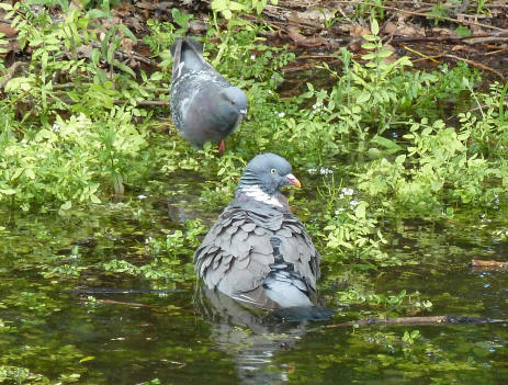 Pigeon bathing in Priory pond