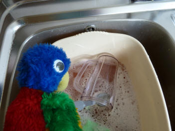 Blue Parrot washing up