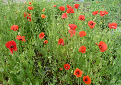 Poppies