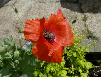 Field poppy