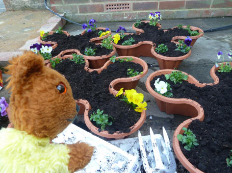 Yellow Teddy with stacking pots of violas