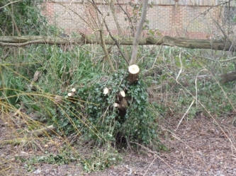 Priory Park pruned willow trees