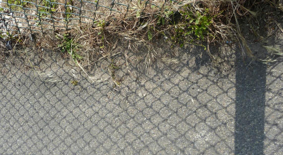 Snake scale shadow patterns on the ground