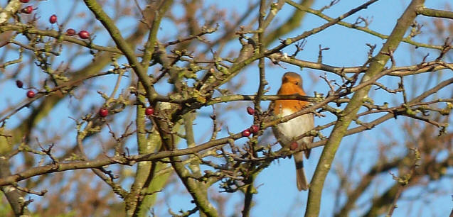 Singing robin