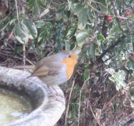 Robin