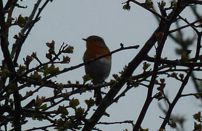 Robin singing in hawthorn tree