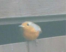 Robin coming out of shed
