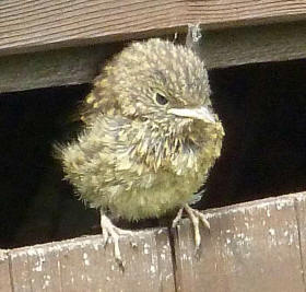 Baby robin on shed door