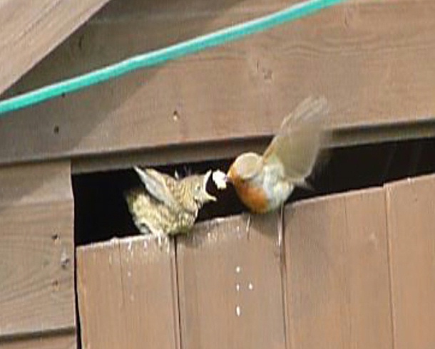 Robin feeding nestling