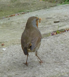 Robin with bread crumbs on ground