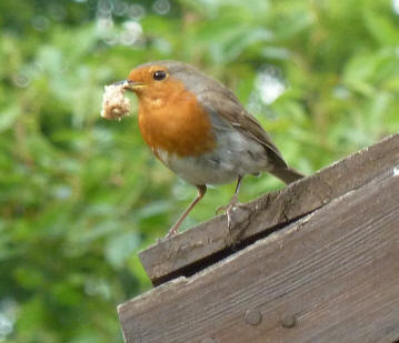 Robin with bread crumbs on shed roof