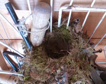 Robin's nest in shed