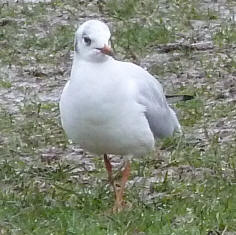 Seagull on muddy grass 1