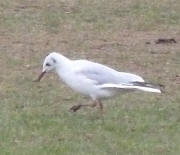 Seagull 1