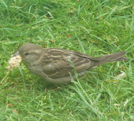 Sparrow with bread