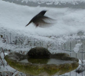Starling flying from birdbath