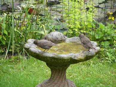 Young starlings