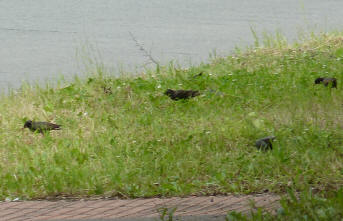 Starlings in grass