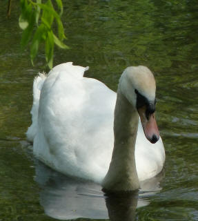 Swan on River Cray