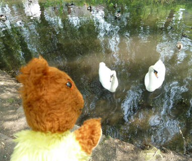 Yellow Teddy with swans on River Cray