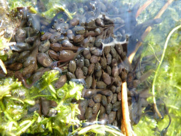 Tadpoles huddling together